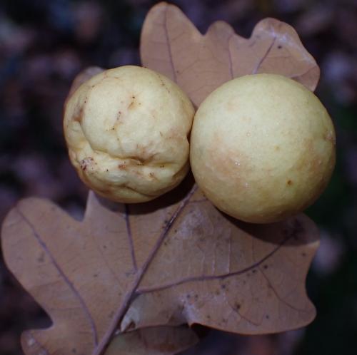 Cynips quercusfolii